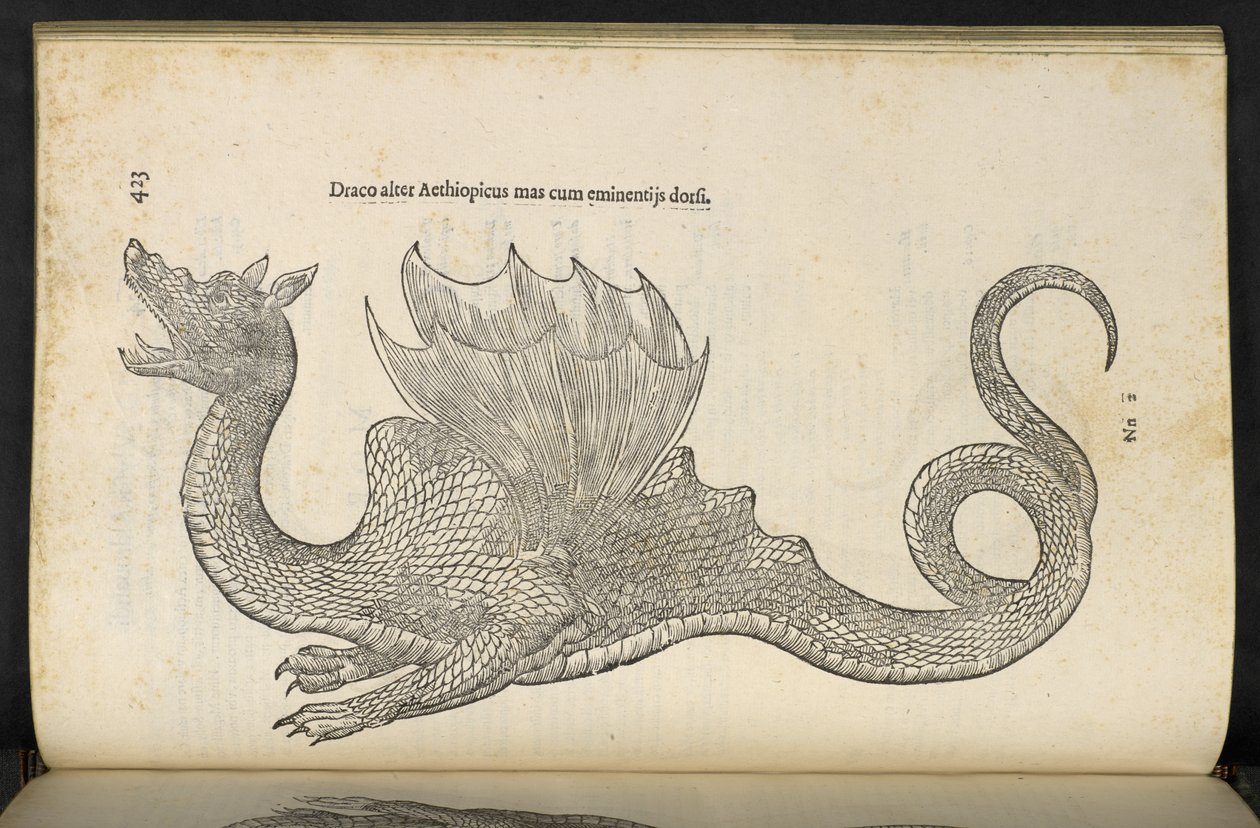 Dragon éthiopien 