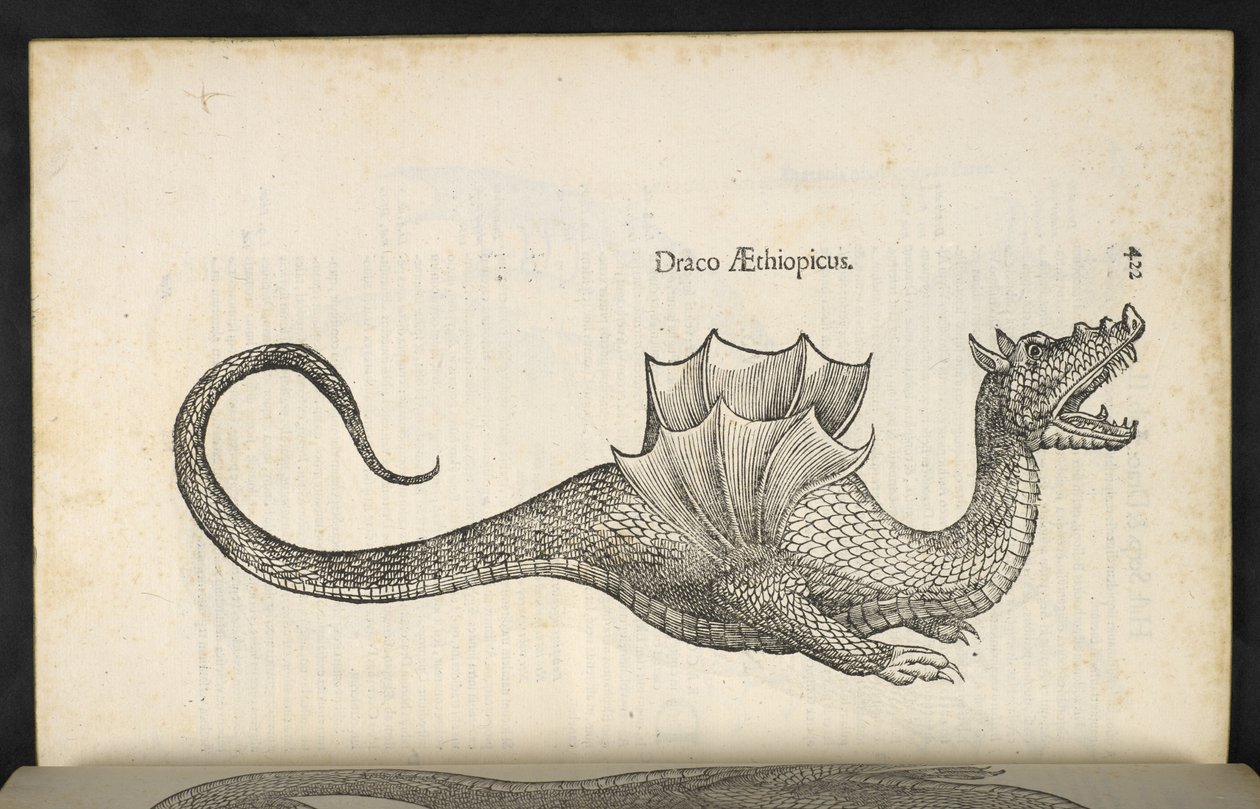 Dragon éthiopien, 