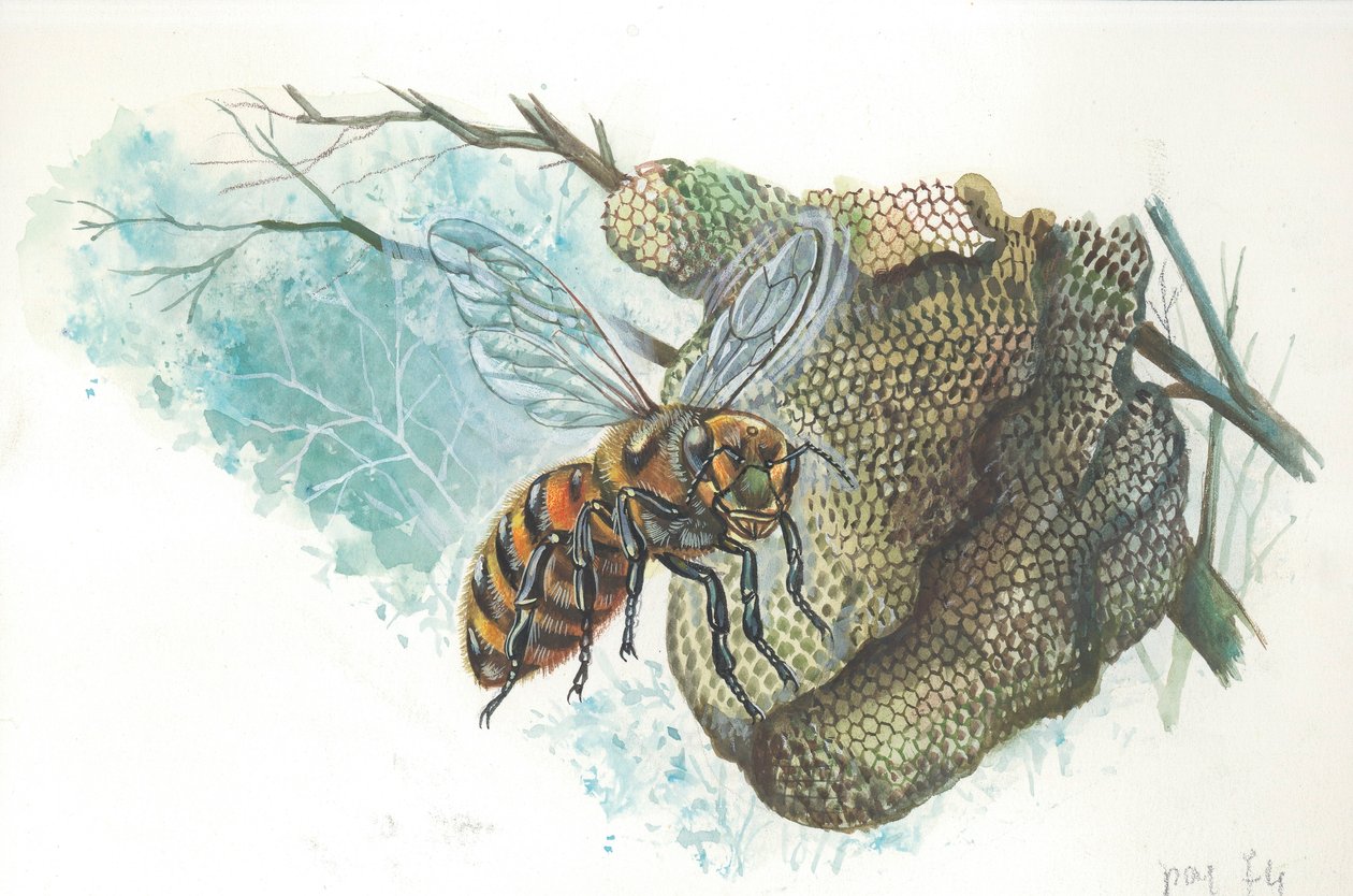 Reine des abeilles européennes à la ruche (lithographie couleur) - Italian School