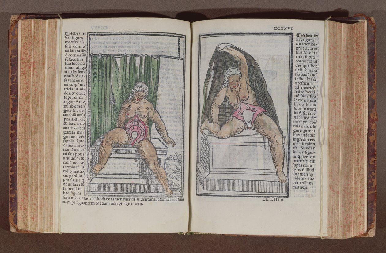Anatomie féminine, de Commentaria cum amplissimis additionibus super anatomiam mundini, par Jacopo Berengario da Carpi, publié à Bologne, 1521 (gravure sur bois en couleur) - Italian School