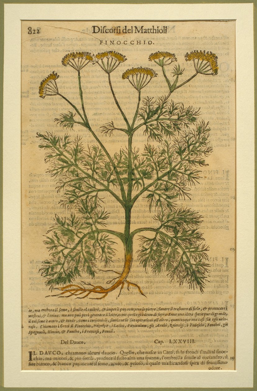 Fenouil, une planche botanique du Discorsi par Pietro Andrea Mattioli publiée à Venise, 1570 - Italian School