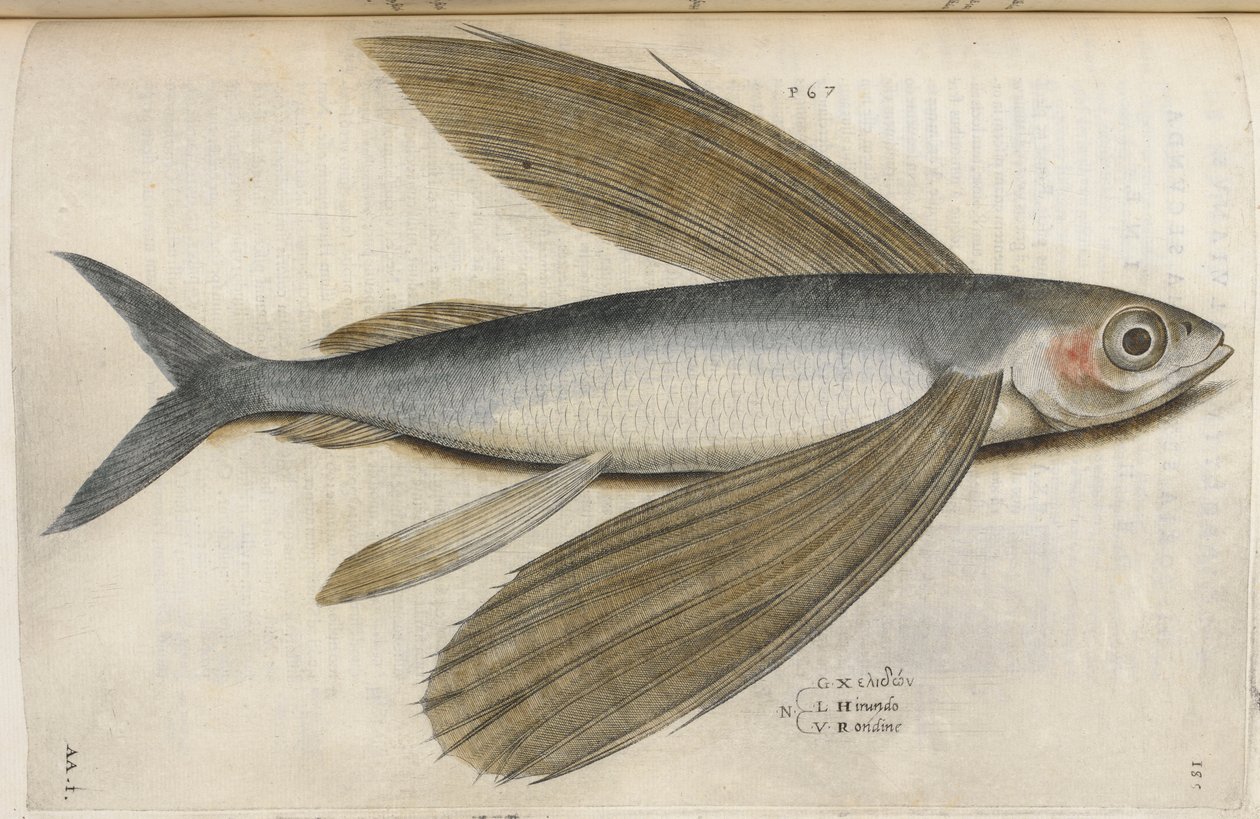 Poisson volant, illustration de 