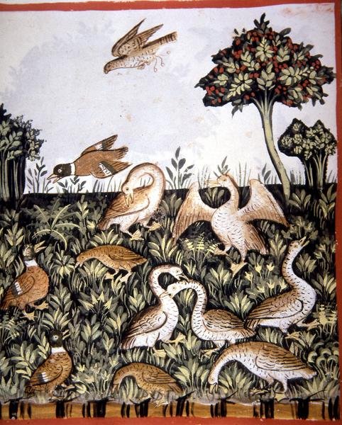 Fol.69v Canards et oies, illustration de 