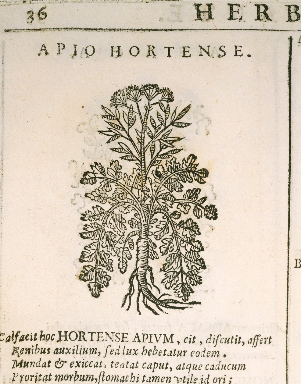Persil commun (Petroselinum crispum), gravure de Castore Durante - Italian School
