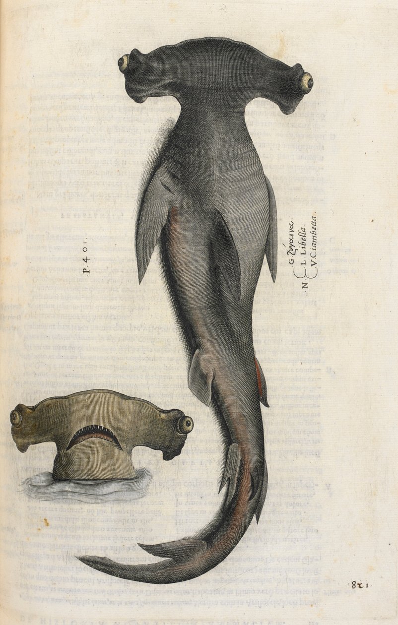 Requin marteau, illustration de 