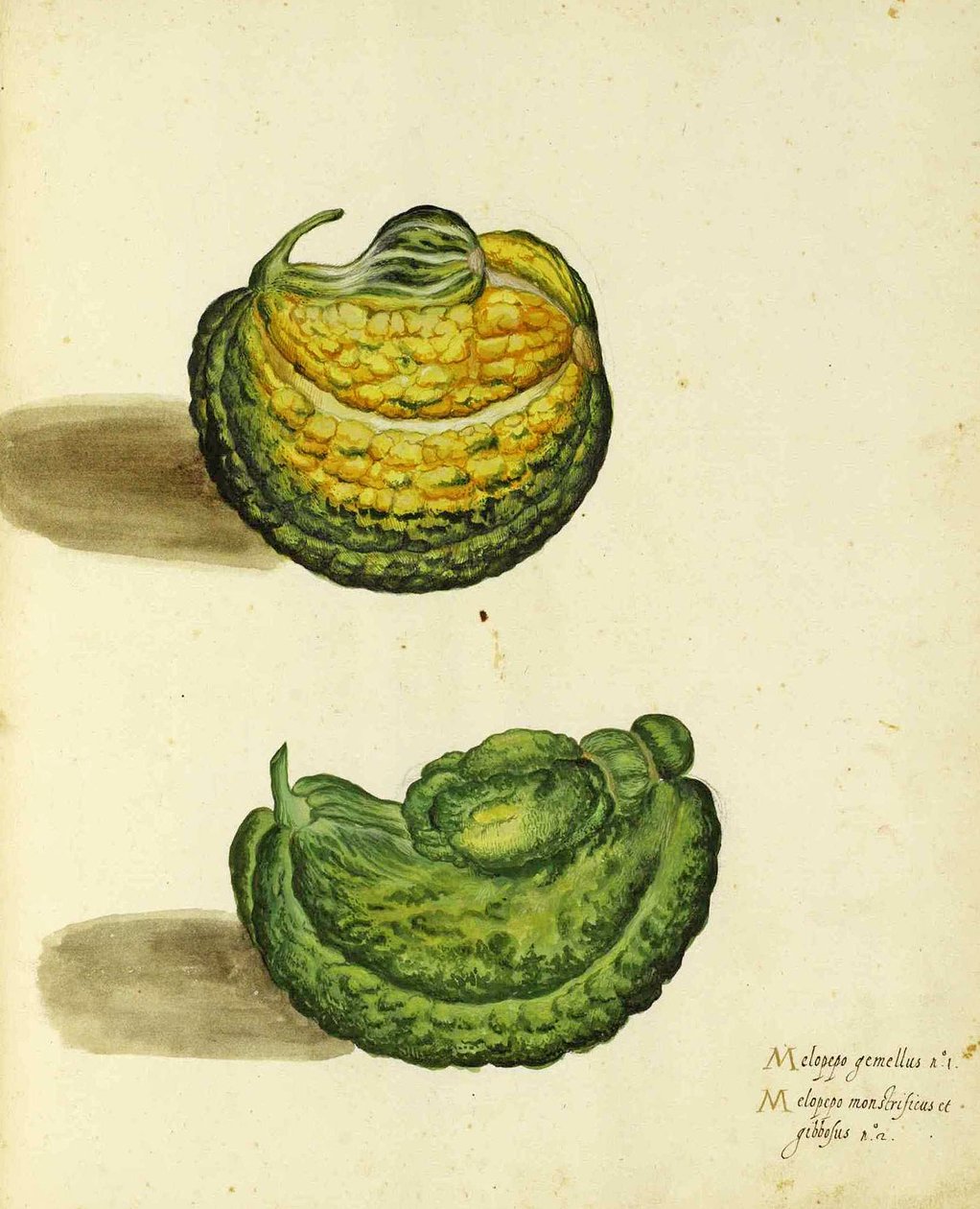 Courge Héritage par Ulisse Aldrovandi - Italian School