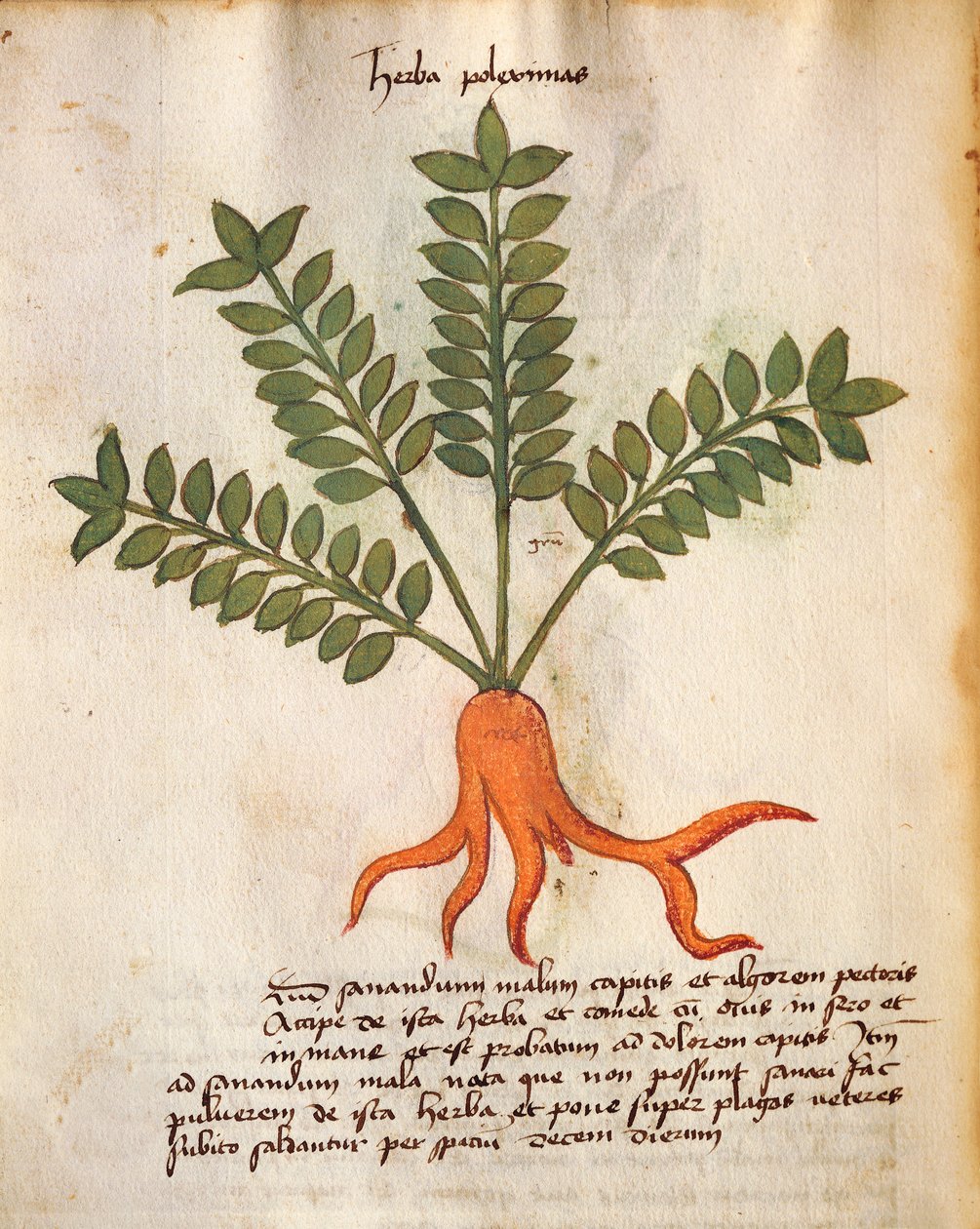 Herba Poleximos - Italian School