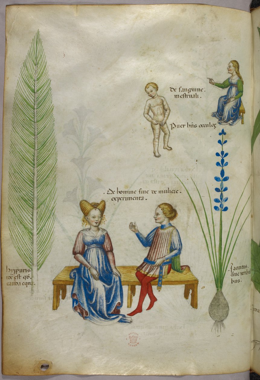 Illustration de la prêle des champs [hyppuris] et de l