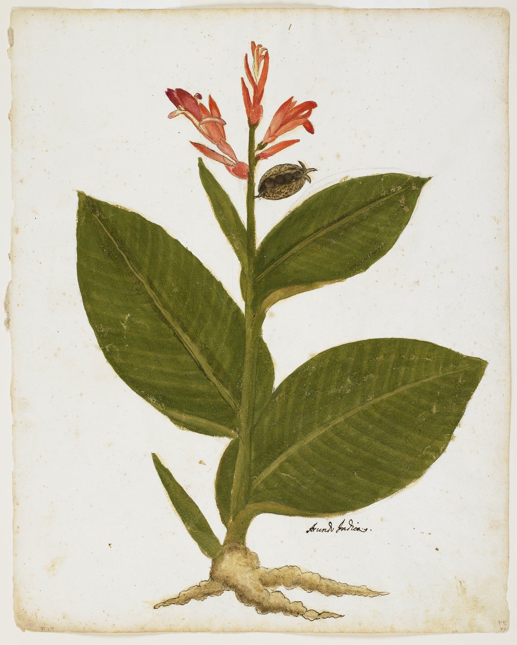 Balisier (Canna indica) - Italian School