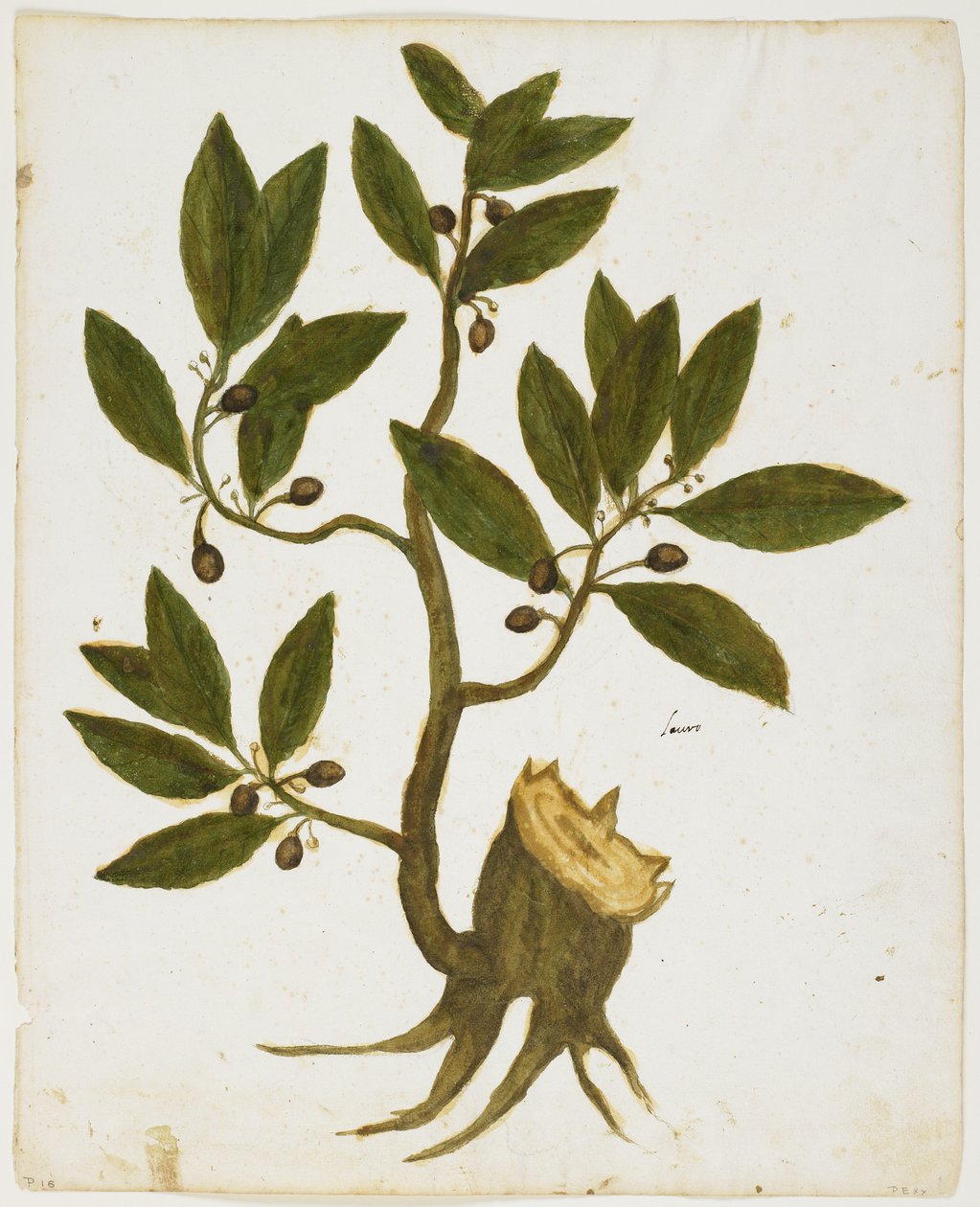 Laurier (Laurus nobilis) - Italian School