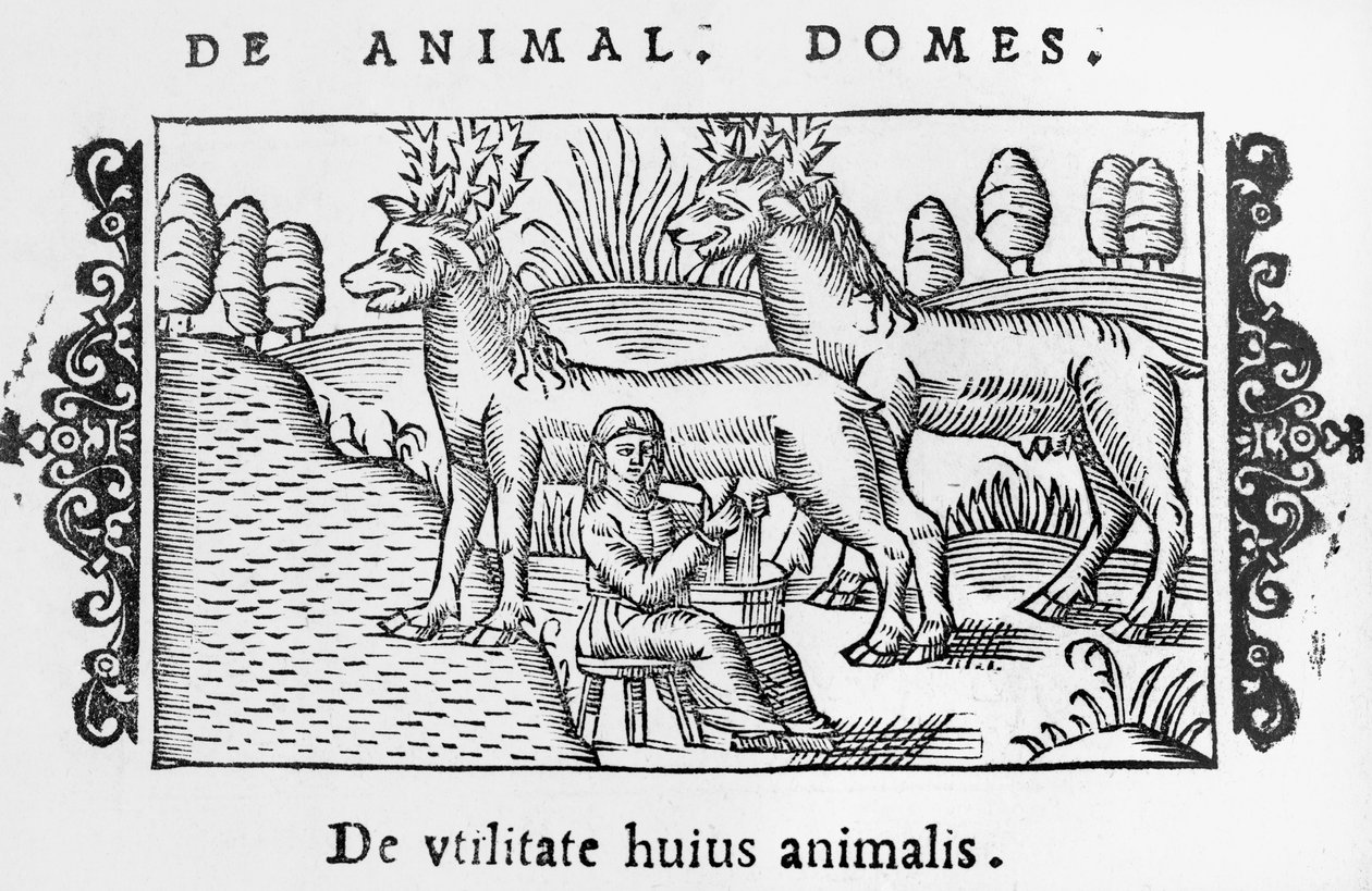 Traite des rennes, illustration de Historia de Gentibus Septentrionalibus par Olaus Magnus (1490-1558), publié à Rome, 1555 - Italian School