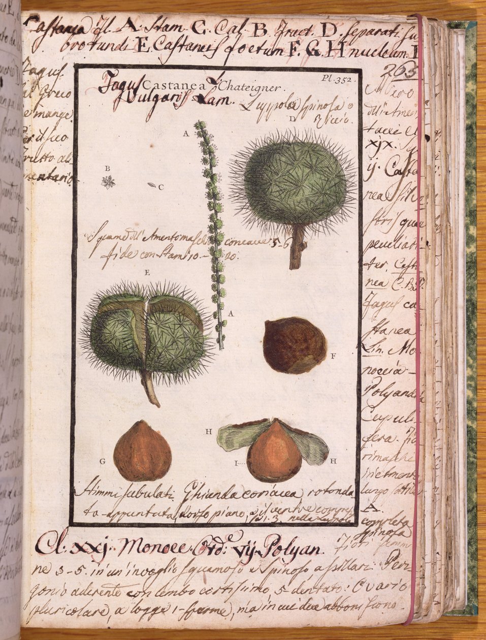 Ms 115 Châtaignier, de Dizionario di Botanica - Italian School