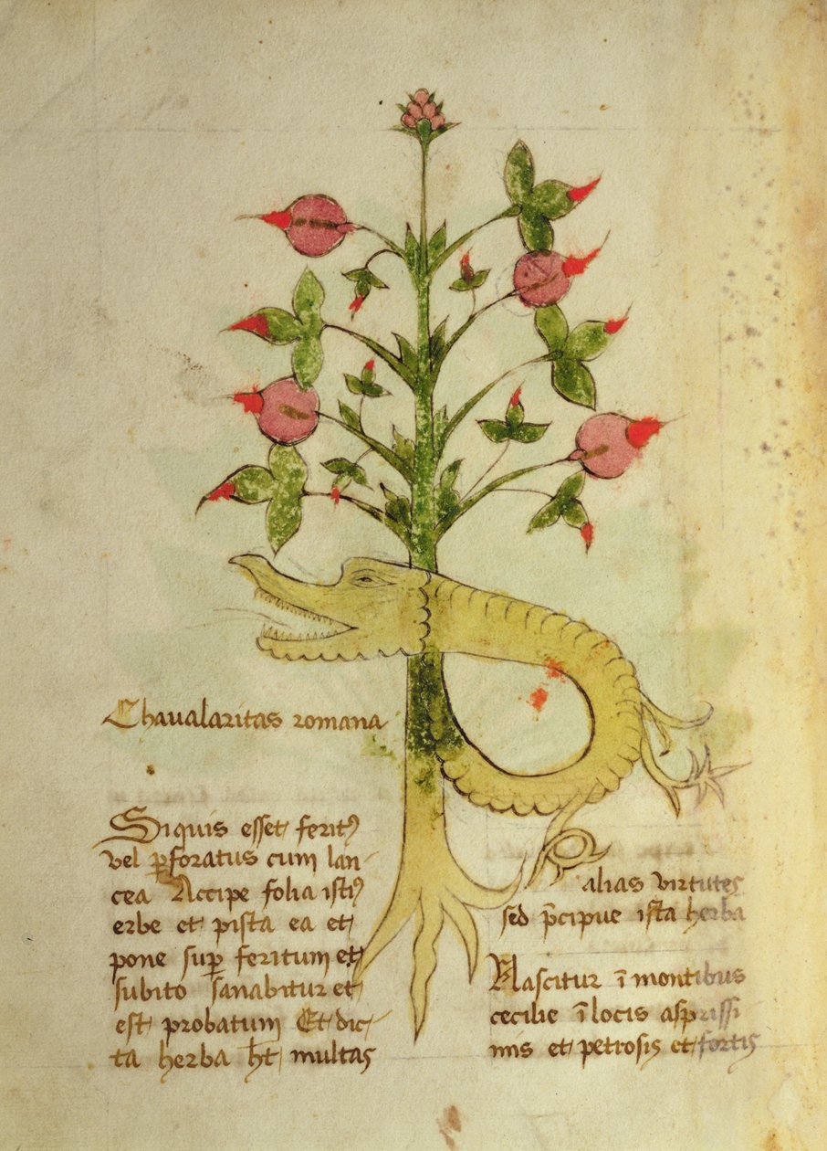 Herba Chavalaritas Romana, fin du XVe siècle - Italian School