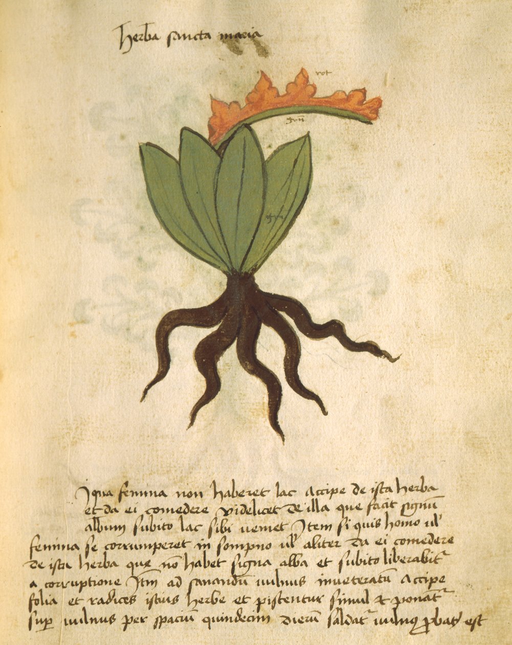 Ms 320 M Fol.28r Herba Santa Maria, du Liber Herbarius una cum rationibus conficiendi medicamenta par Orgione Rizzardo - Italian School