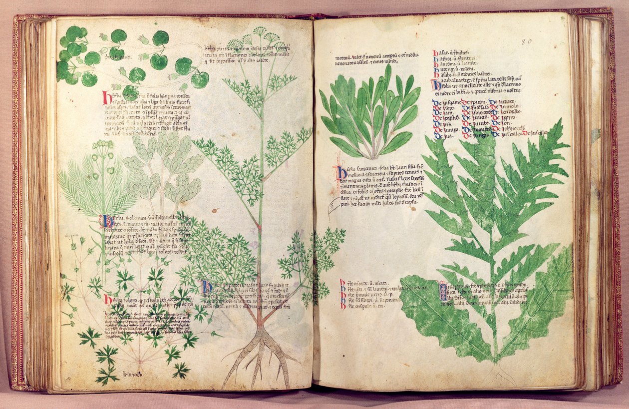 Ms Lat 6823 fol.19v & 80 Plantes de De Herbis par Manfredus de Monte Imperiali, vers 1330-40 - Italian School