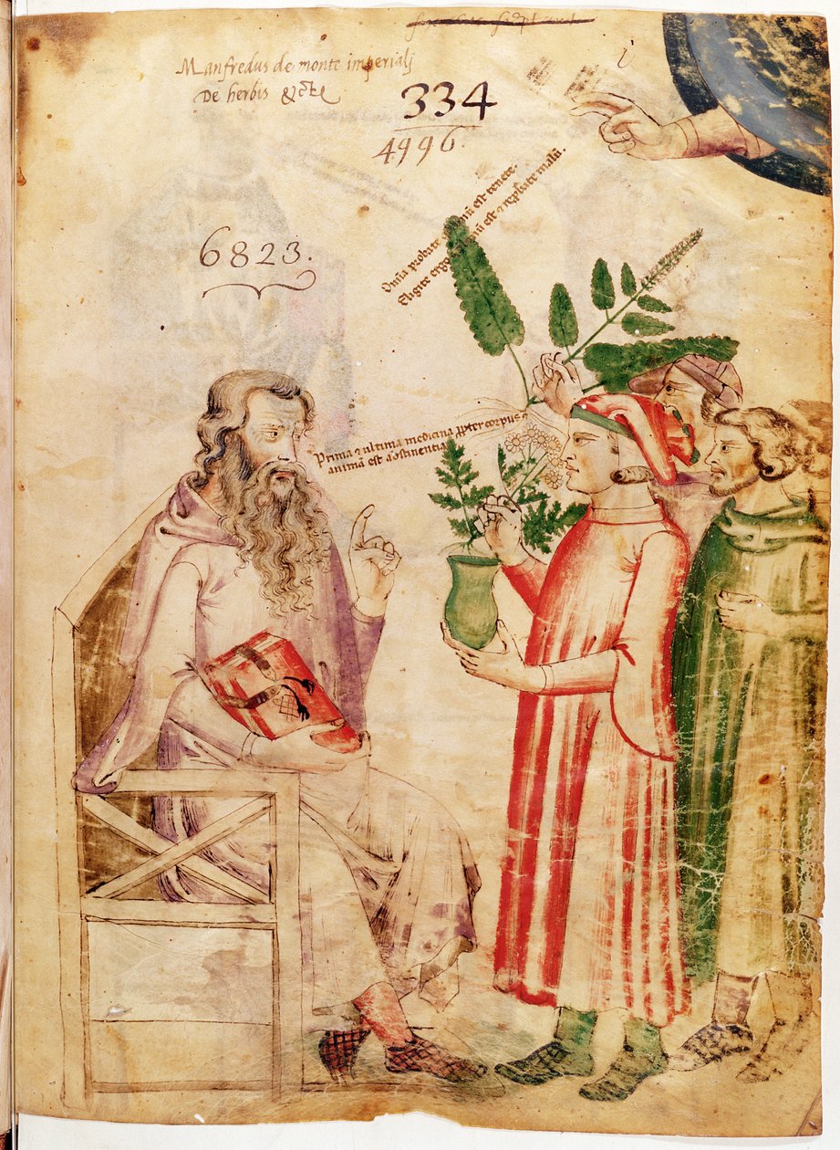 Ms Lat 6823 fol.1 Hommes présentant des plantes à un homme inconnu, de De Herbis par Manfredus de Monte Imperiali - Italian School