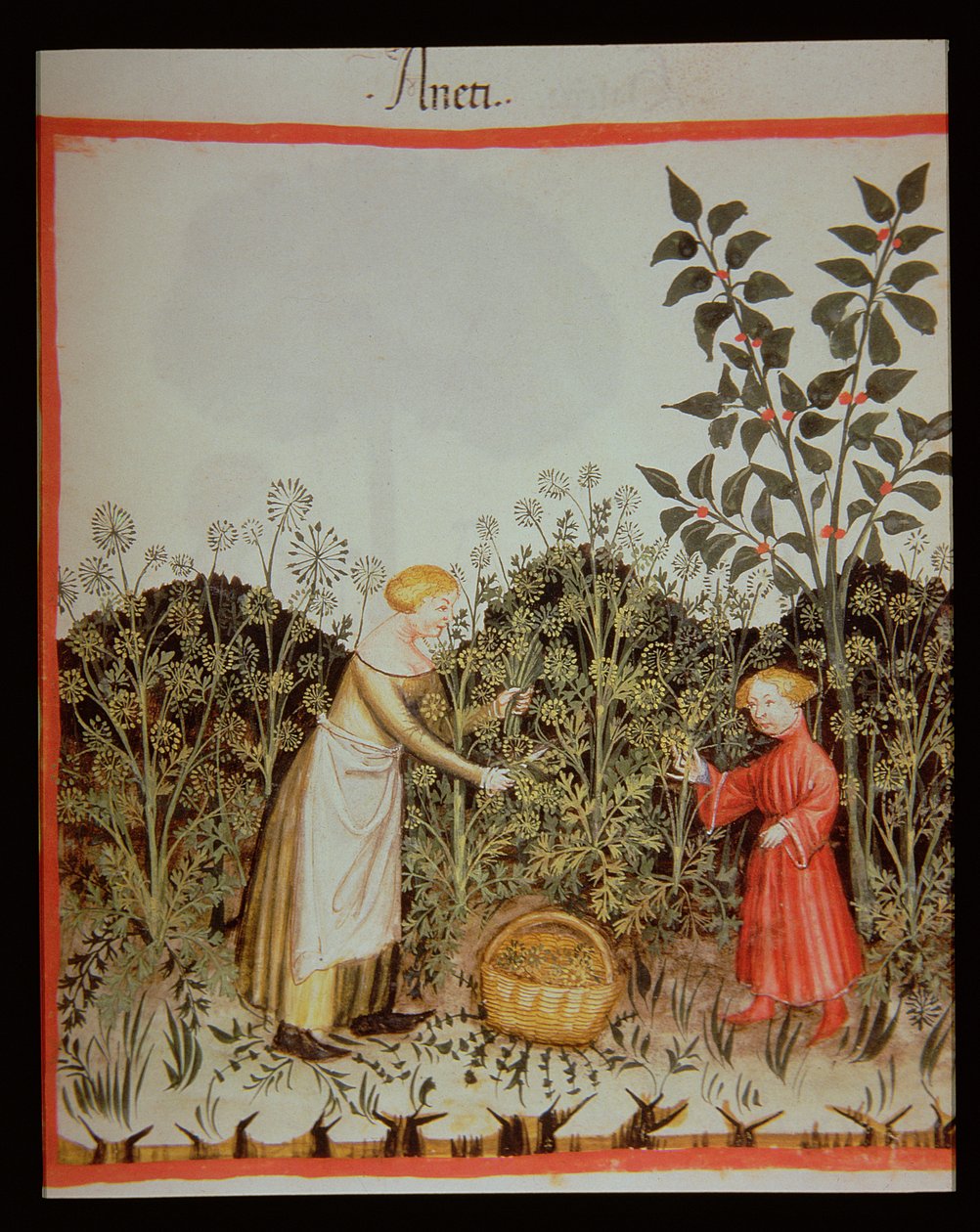 Nova 2644 f.32r Récolte de l