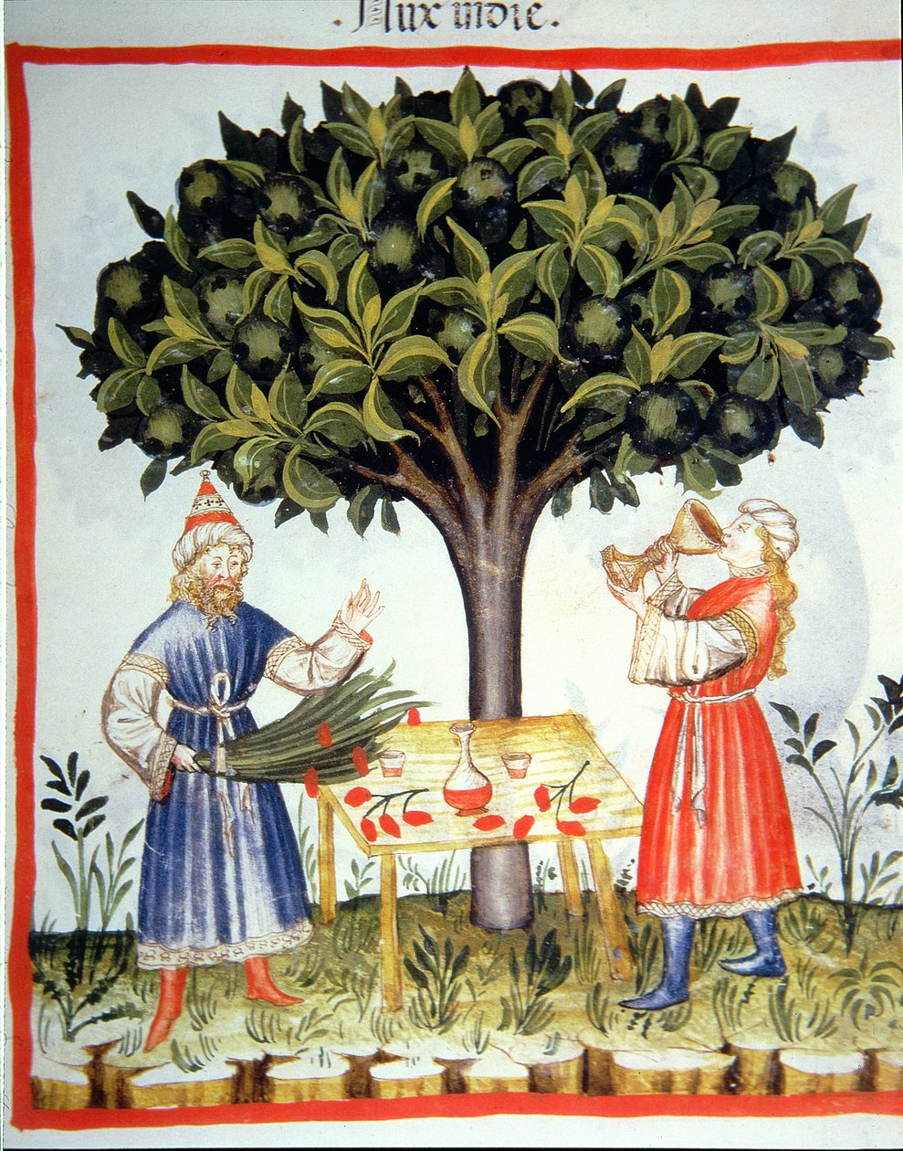 Nova 2644 fol.14r Récolte de muscade, du Tacuinum Sanitatis - Italian School