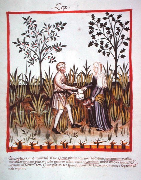 Nova 2644 fol.25v Récolte des oignons, du Tacuinum Sanitatis Codex Vindobonensis - Italian School