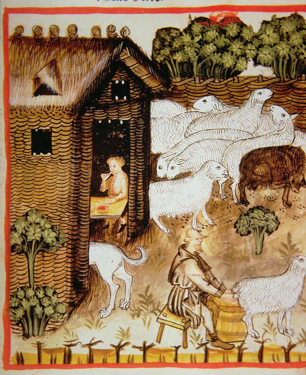Élevage de moutons : lait doux, de Tacuinum Sanitatis - Italian School