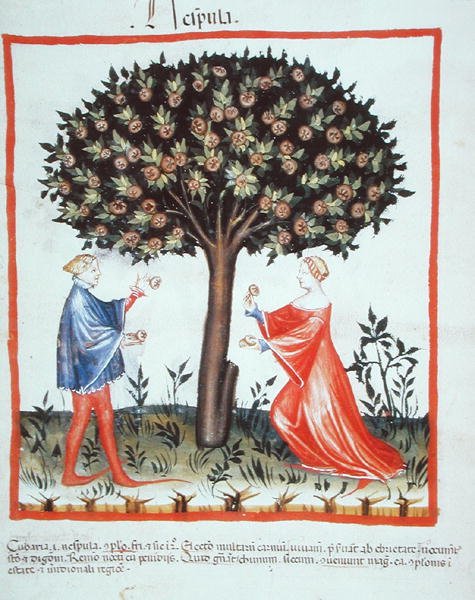 Nove 2644 fol.10v Récolte des noix, du Tacuinum Sanitatis Codex Vindobonensis - Italian School
