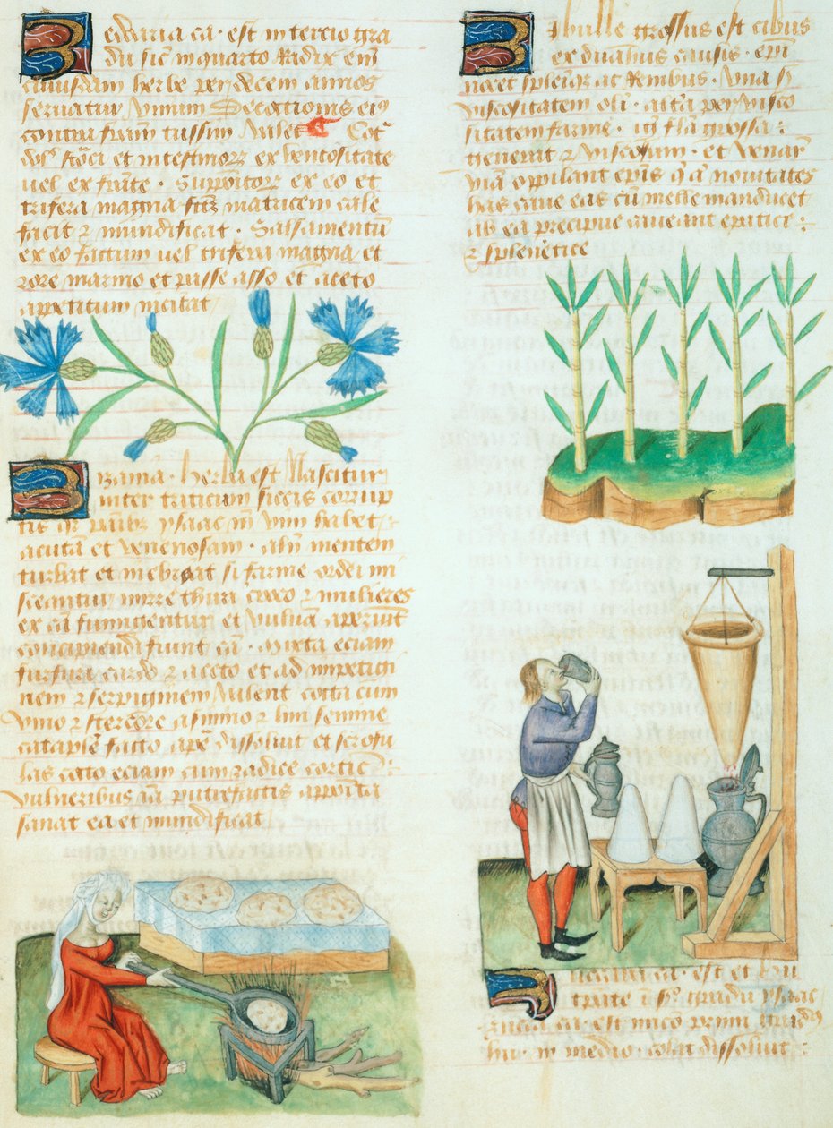 Page du Tractatus de Herbis par Dioscorides Pedanius - Italian School