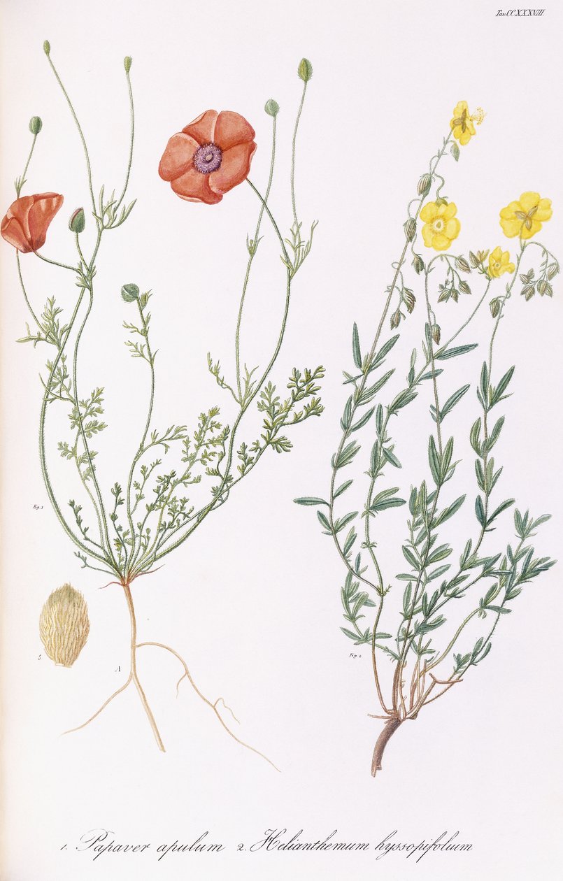 Papaver apulum et Helianthemum hyssopifolium, 1811-1838 - Italian School