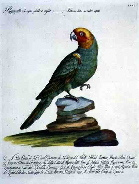 Perroquet, c.1767-76 (gravure coloriée à la main) - Italian School