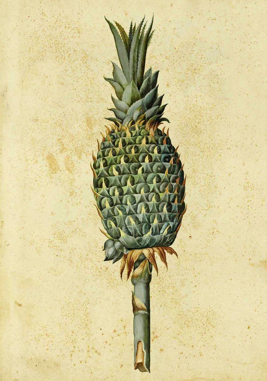 Ananas par Ulisse Aldrovandi - Italian School