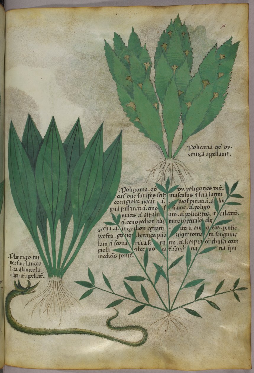 Plantes à grandes feuilles larges. Un serpent, vers 1440 (encre et couleur sur vélin) - Italian School