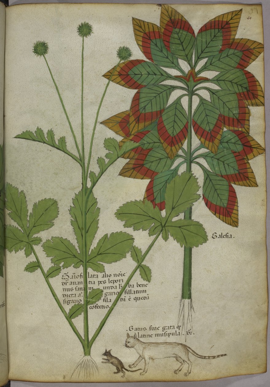 Plantes, de 