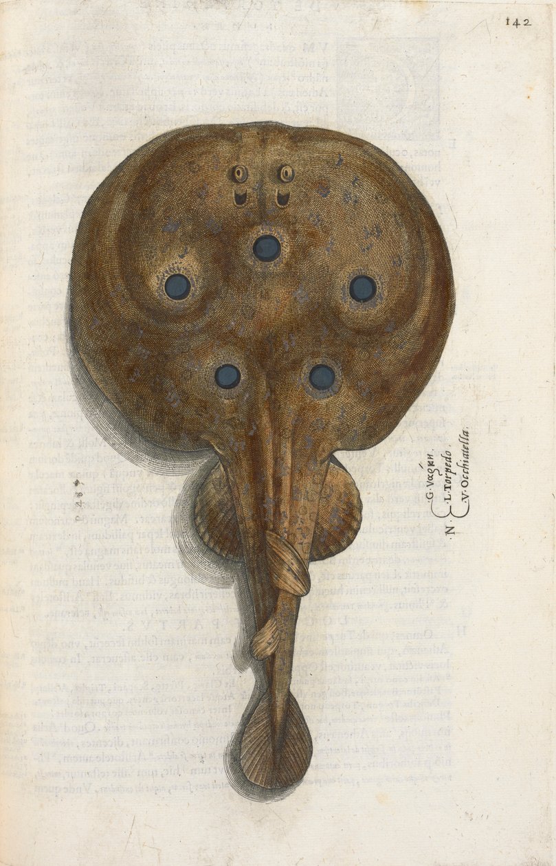 Poisson torpille, illustration de 
