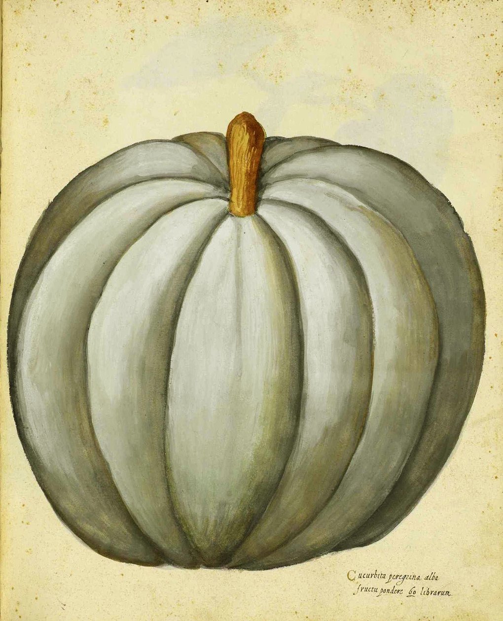 Courge Blanche par Ulisse Aldrovandi - Italian School