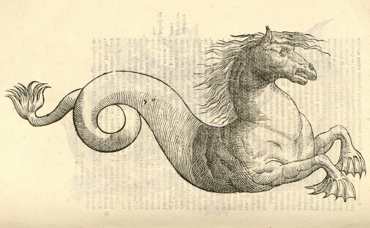 Illustration de Equus marinus monstrosus de l