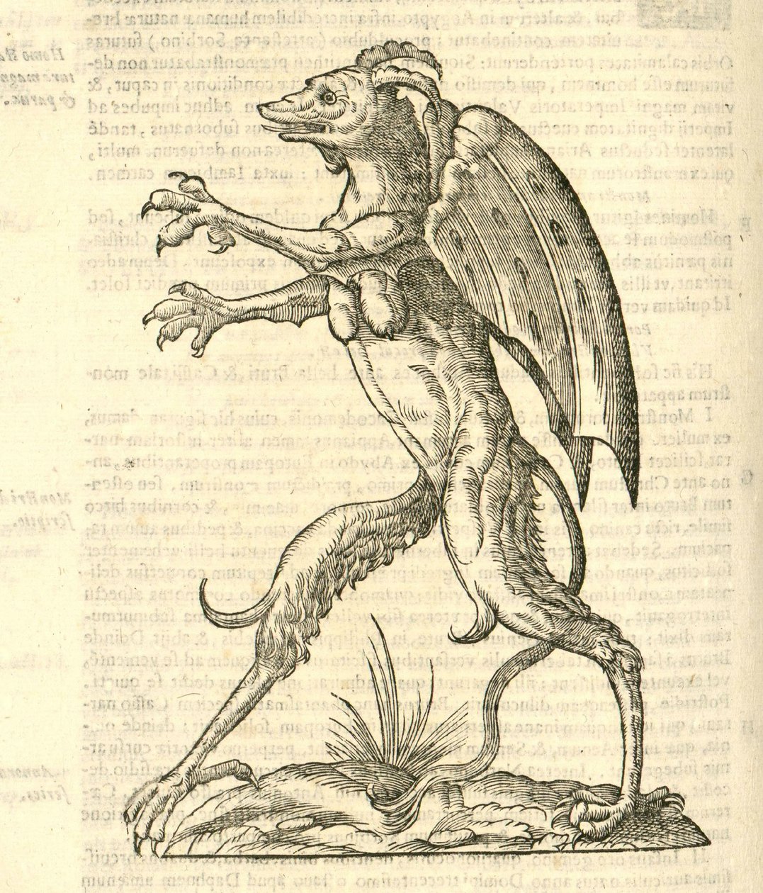 Illustration de Monstrum alatum, & cornutum instar Cacodaemonis de l