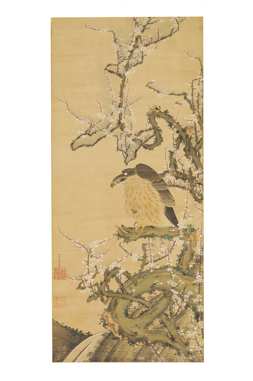 Umetaka-zu (Faucon sur une branche de prunier en fleur) - Ito Jakuchu