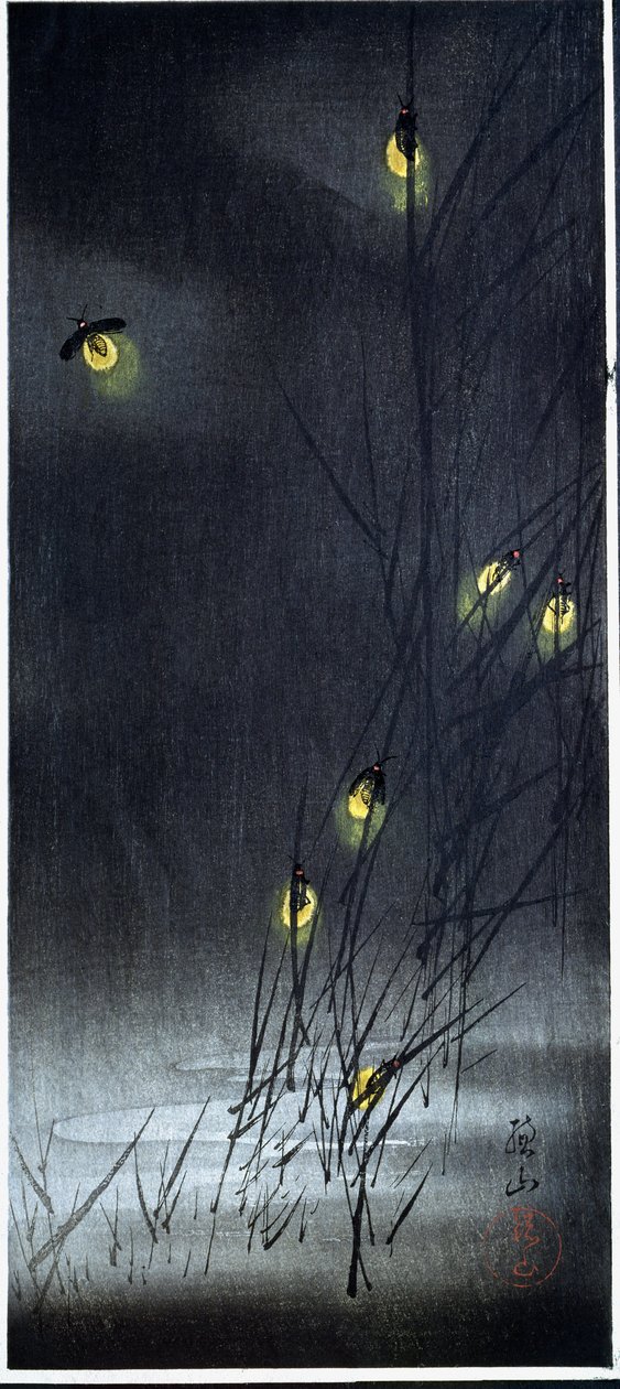 Lucioles dans la nuit d