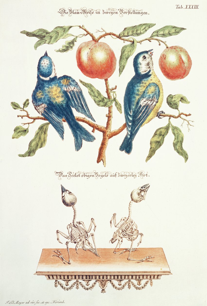 Mésanges Bleues de 
