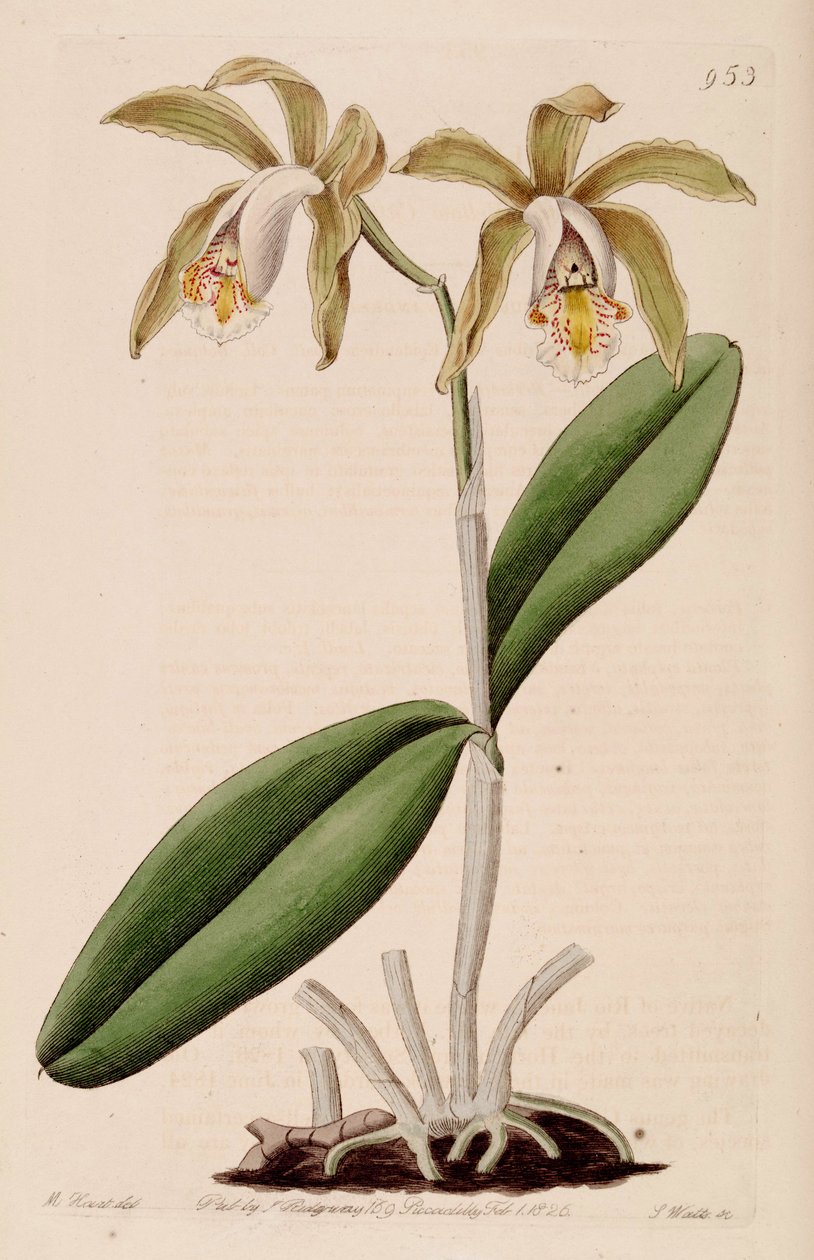 Illustration de Cattleya forbesii - Jams  Watts