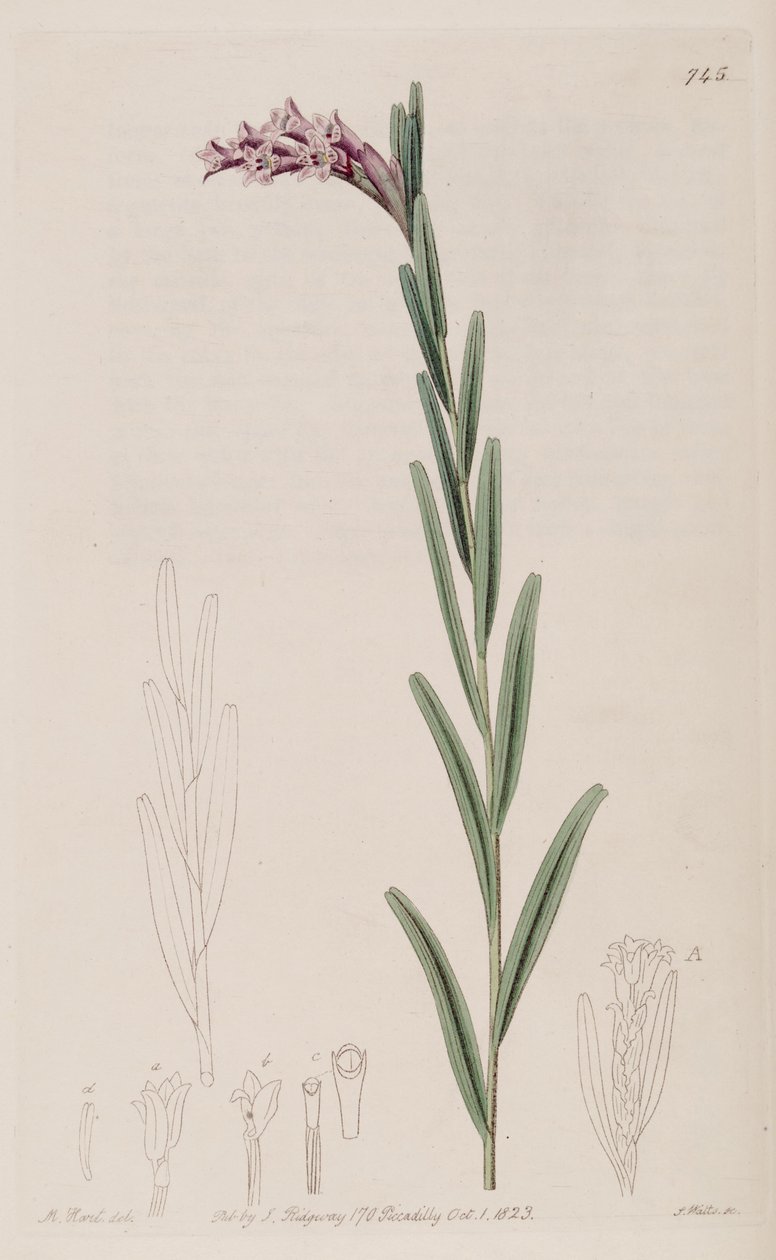 Illustration d