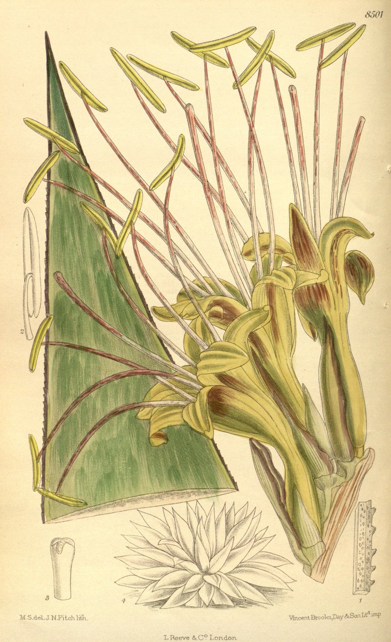 Agave warelliana, Asparagaceae, Agavoideae - J.N. Fitch