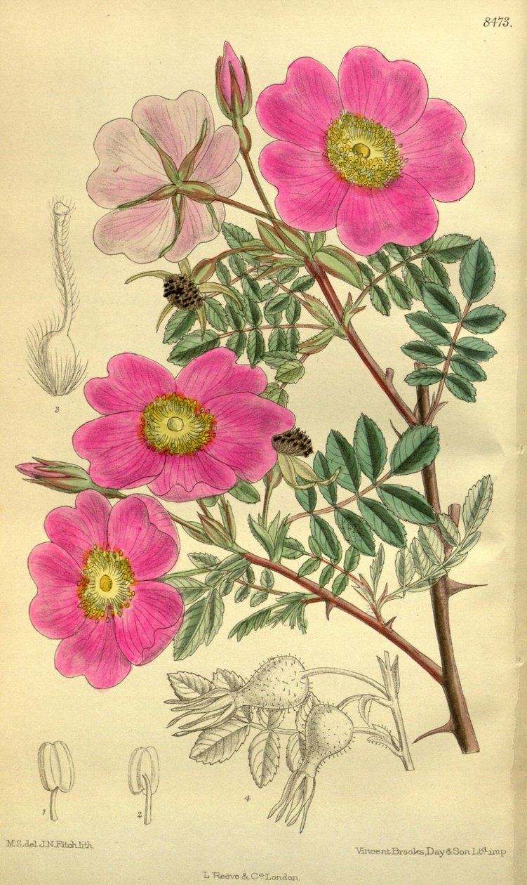Rosa sertata - J.N. Fitch