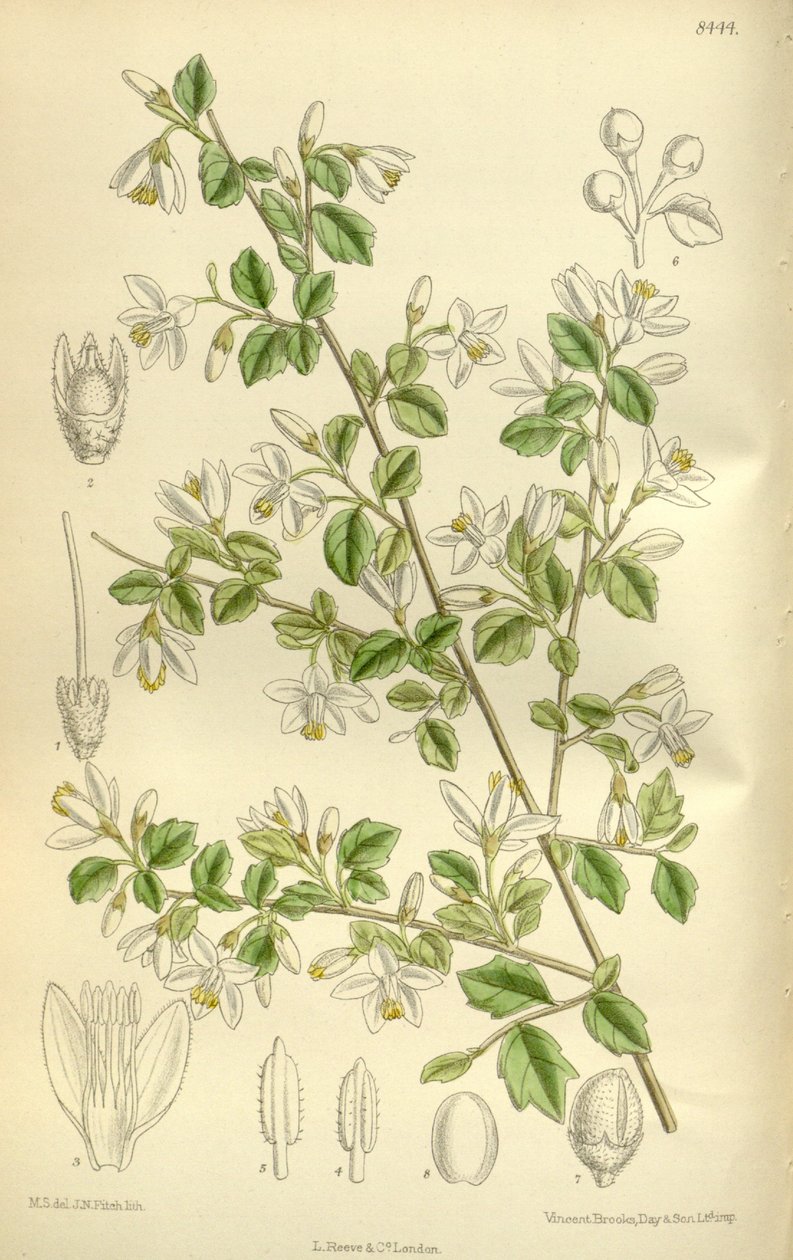 Styrax wilsonii, Styracaceae - J.N. Fitch