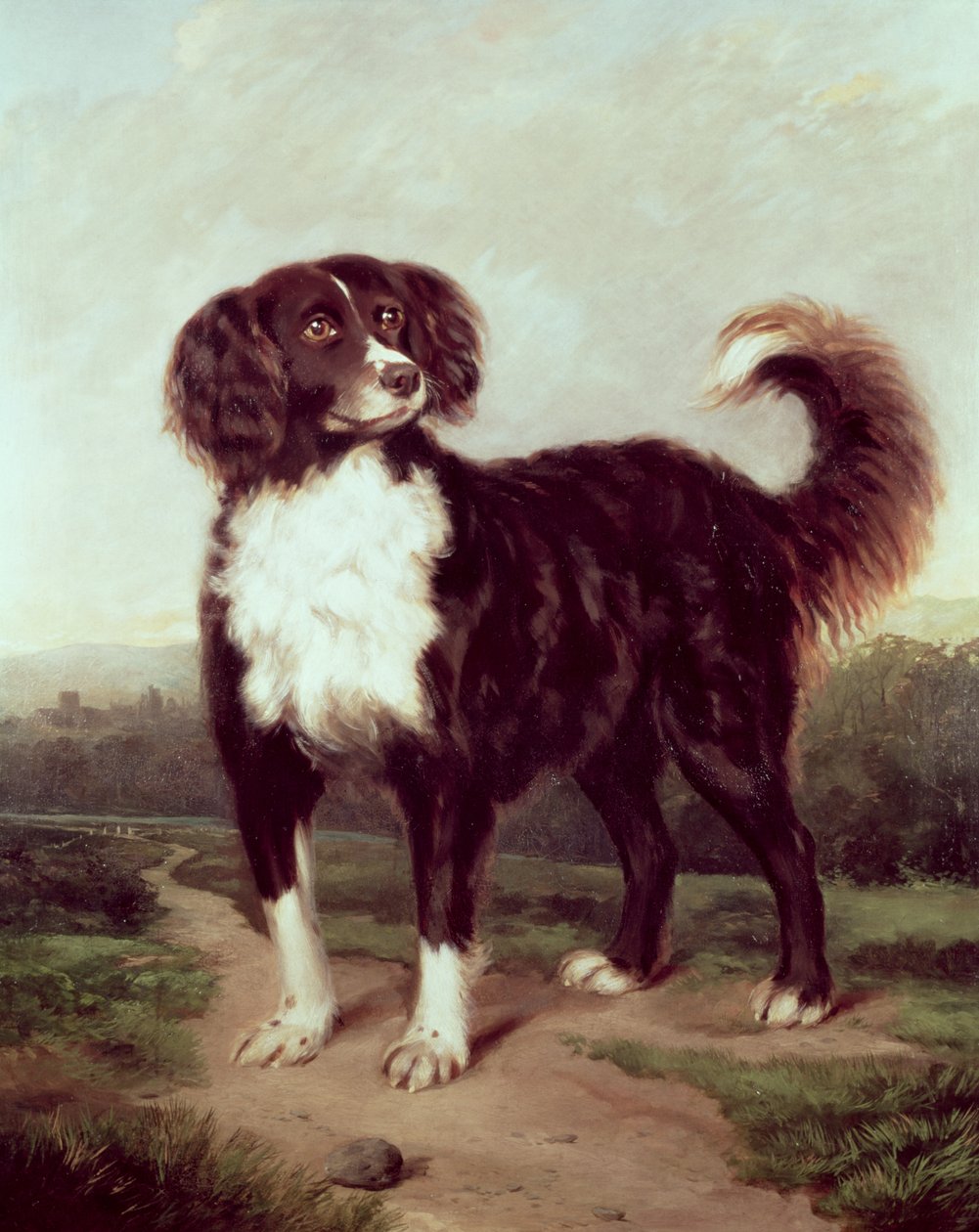 Épagneul - J.W. Morris
