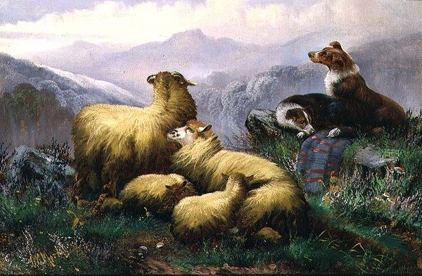 Chiens de Berger et Moutons dans les Highlands Écossais - J.W. Morris
