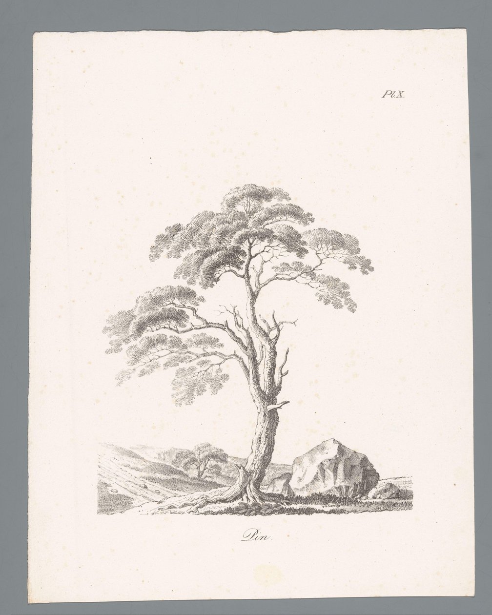 Pin (Études d