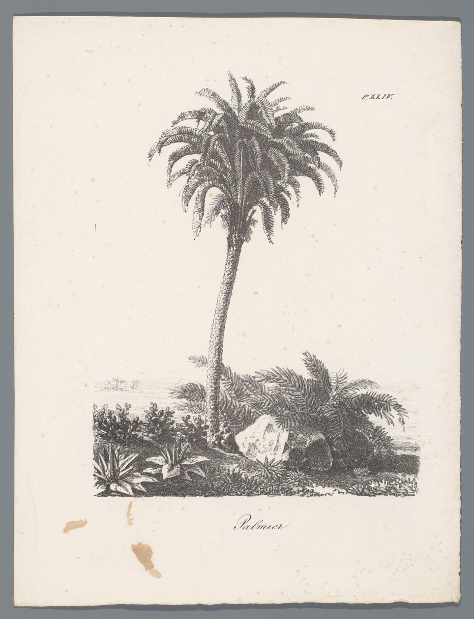 Palmier (Studies van bomen, Études d