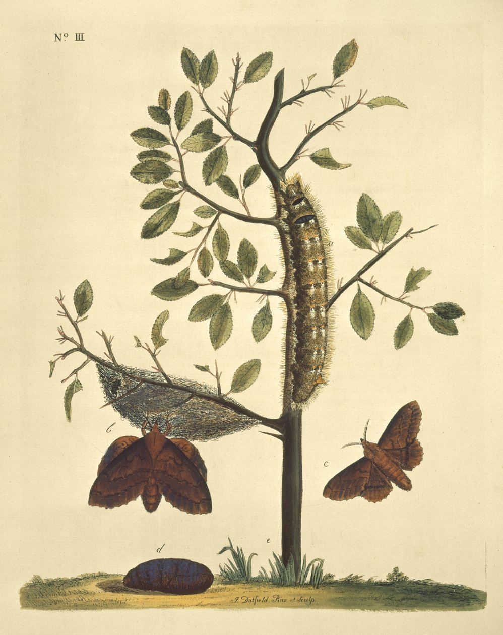 Papillons, chenilles et plantes : Planche n° 111 par J. Dutfield - J. Dutfield