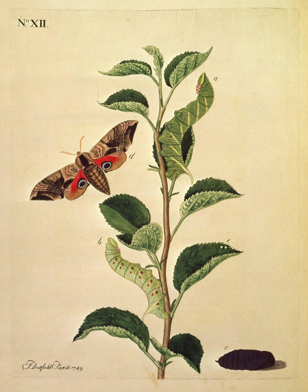 Papillons, chenilles et plantes : Planche XII par J.Dutfield - J. Dutfield