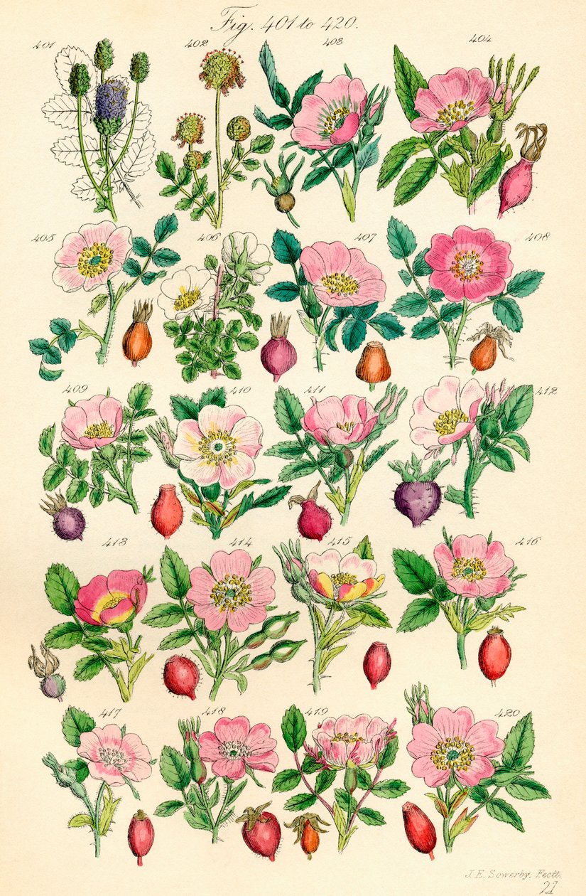 Page d